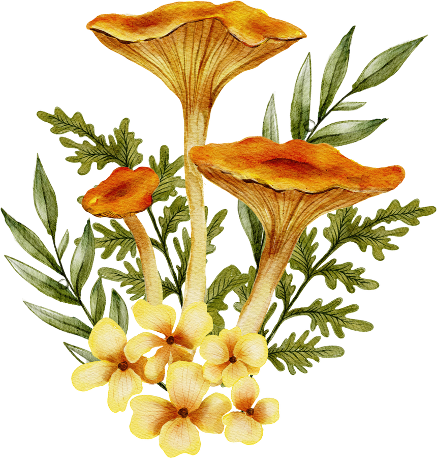 Chanterelle Mushrooms Watercolor